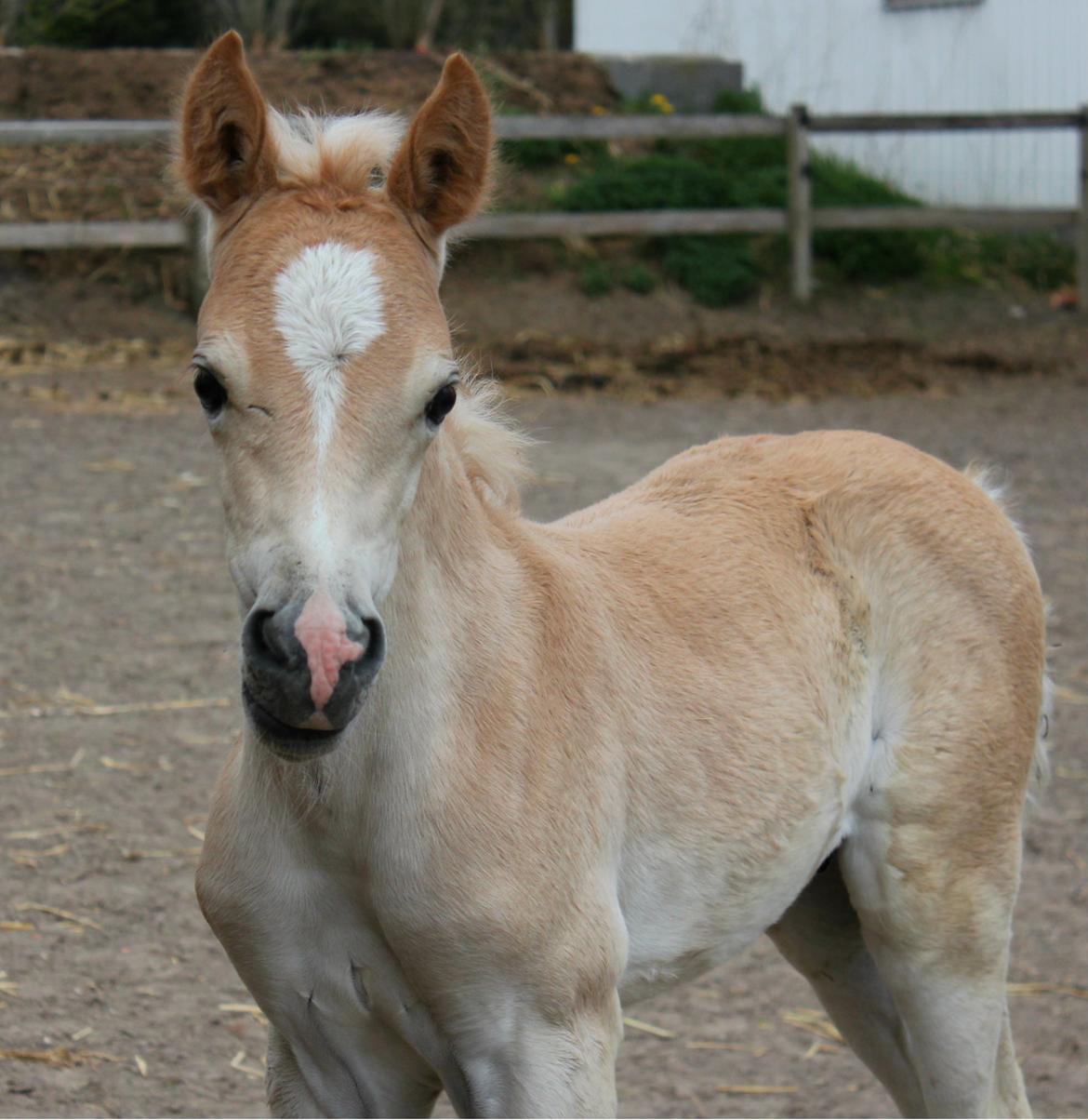 Tyroler Haflinger Watson af Elghuset (Solgt) - Smukke! :) billede 8
