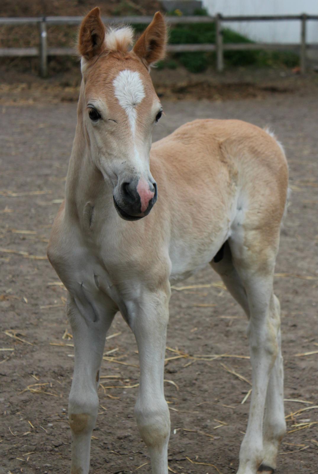 Tyroler Haflinger Watson af Elghuset (Solgt) - Smukke! :) billede 9