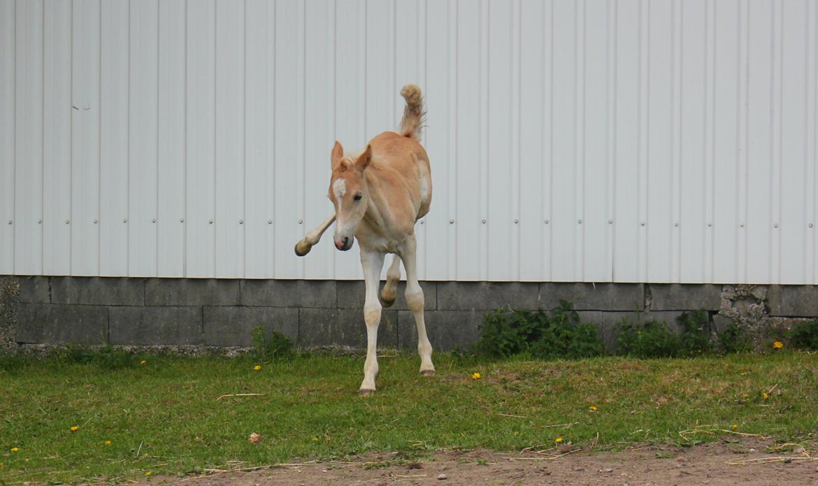 Tyroler Haflinger Watson af Elghuset (Solgt) billede 11