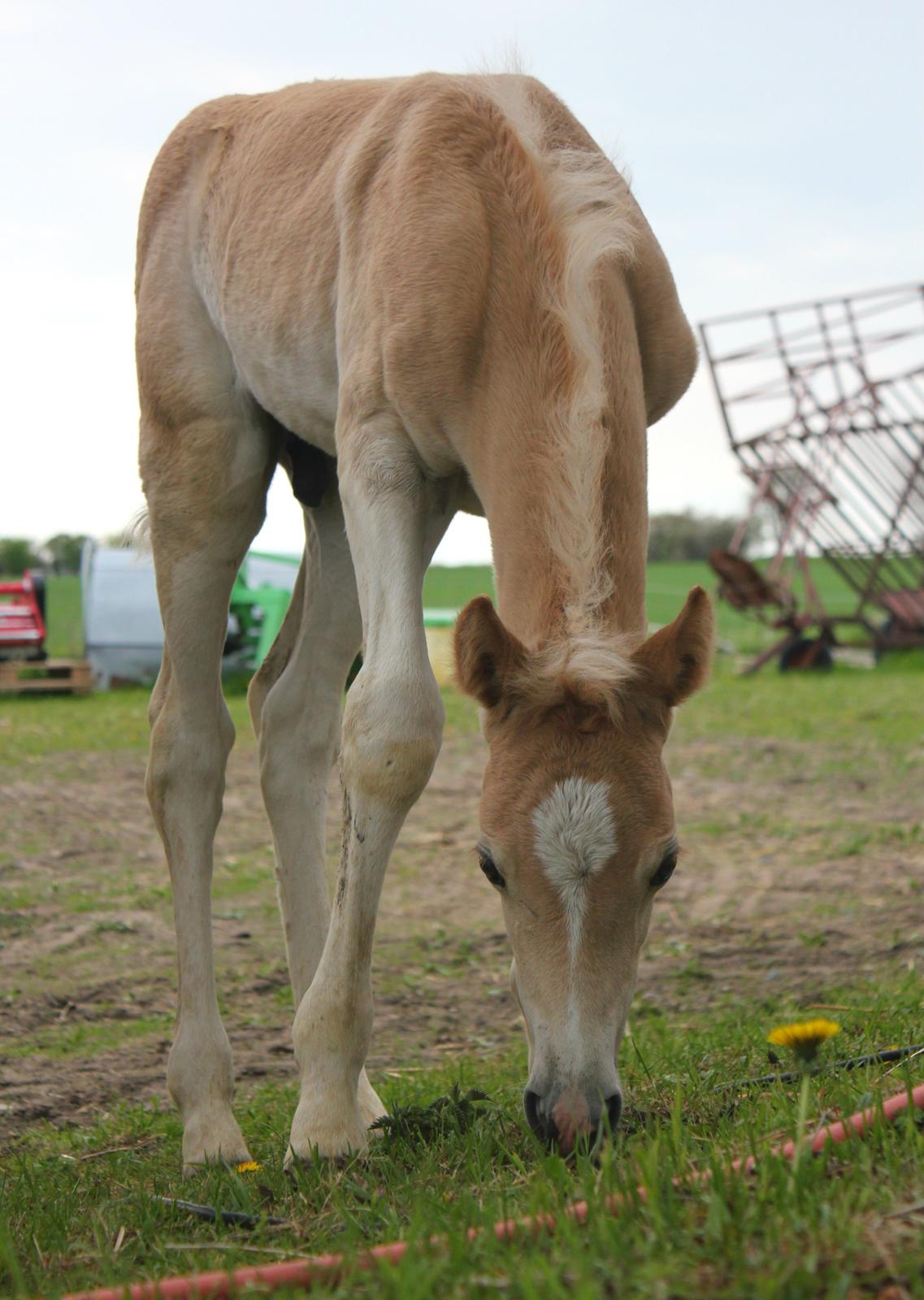 Tyroler Haflinger Watson af Elghuset (Solgt) billede 12