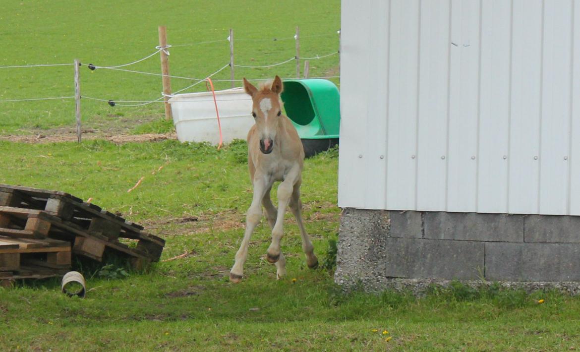 Tyroler Haflinger Watson af Elghuset (Solgt) - Moraaaa :D billede 13