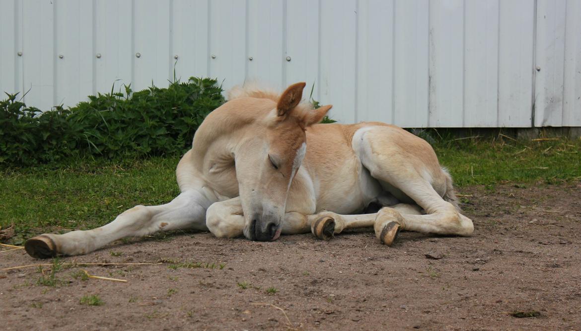 Tyroler Haflinger Watson af Elghuset (Solgt) - Nu blev den lille træt  billede 14