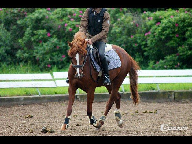 Tysk Sportspony Kuli´s Andromeda billede 9