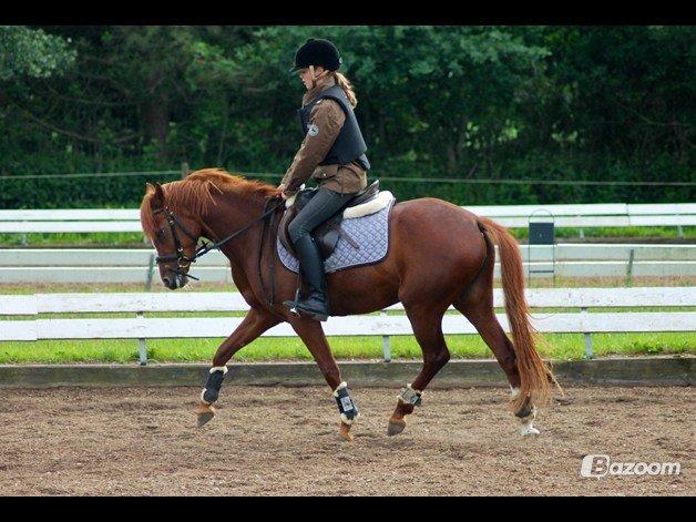 Tysk Sportspony Kuli´s Andromeda billede 10