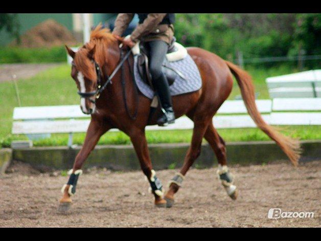 Tysk Sportspony Kuli´s Andromeda - undskyld det er lidt rystede billede 11