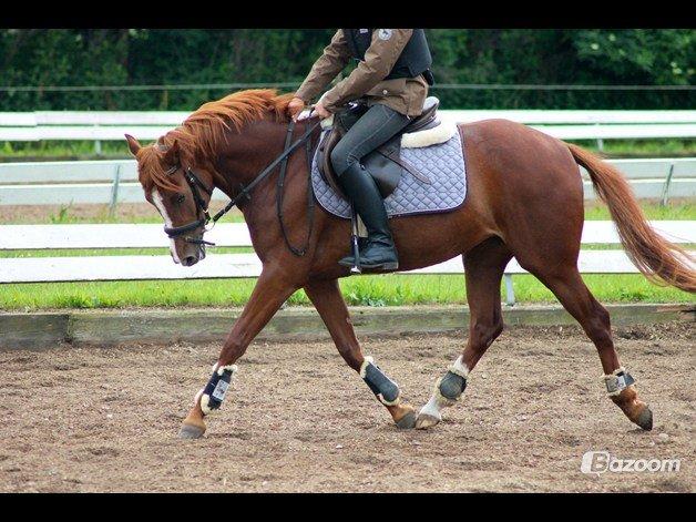 Tysk Sportspony Kuli´s Andromeda billede 12