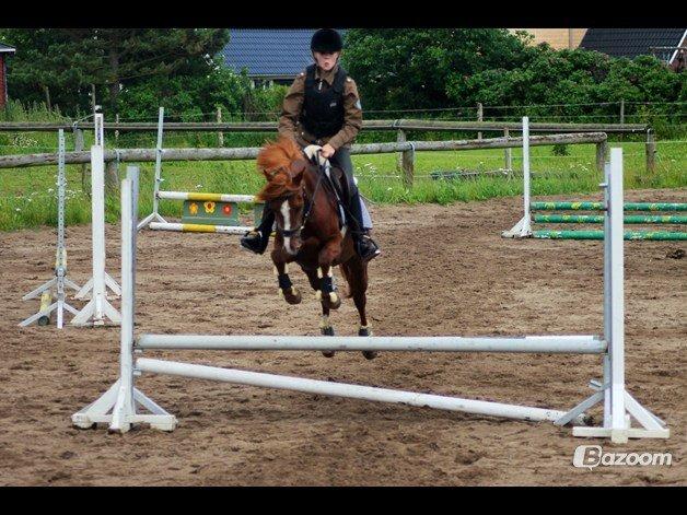 Tysk Sportspony Kuli´s Andromeda billede 13