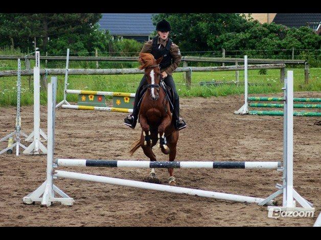 Tysk Sportspony Kuli´s Andromeda billede 14