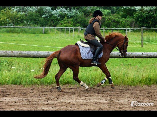 Tysk Sportspony Kuli´s Andromeda billede 15