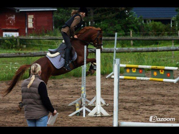 Tysk Sportspony Kuli´s Andromeda billede 16