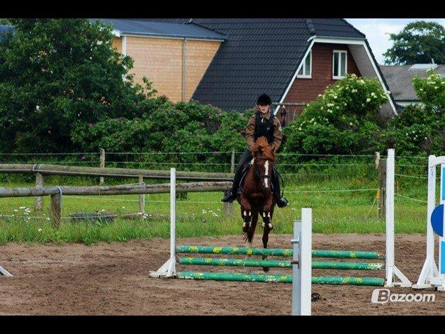 Tysk Sportspony Kuli´s Andromeda billede 17