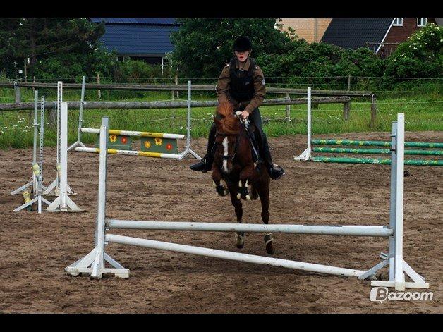 Tysk Sportspony Kuli´s Andromeda billede 18