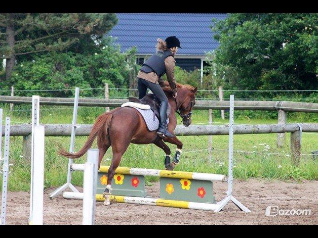 Tysk Sportspony Kuli´s Andromeda billede 19