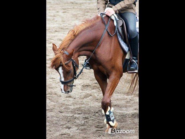 Tysk Sportspony Kuli´s Andromeda billede 20