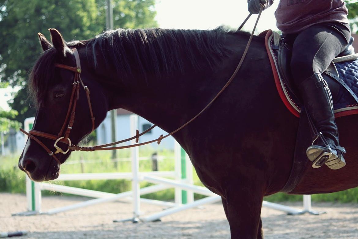 Welsh Cob (sec D) Valhallas Jesse James den smukke! billede 17