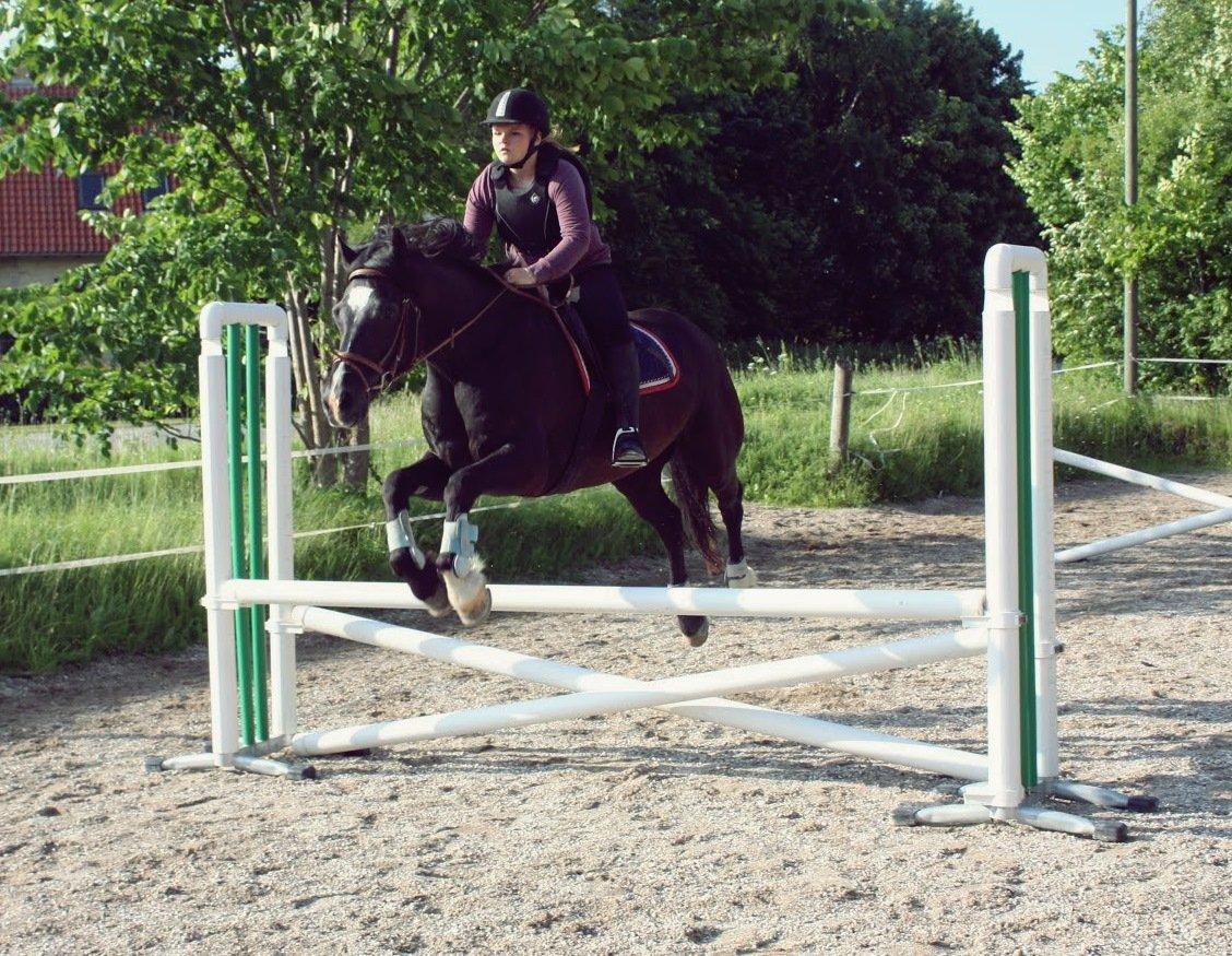 Welsh Cob (sec D) Valhallas Jesse James den smukke! billede 18