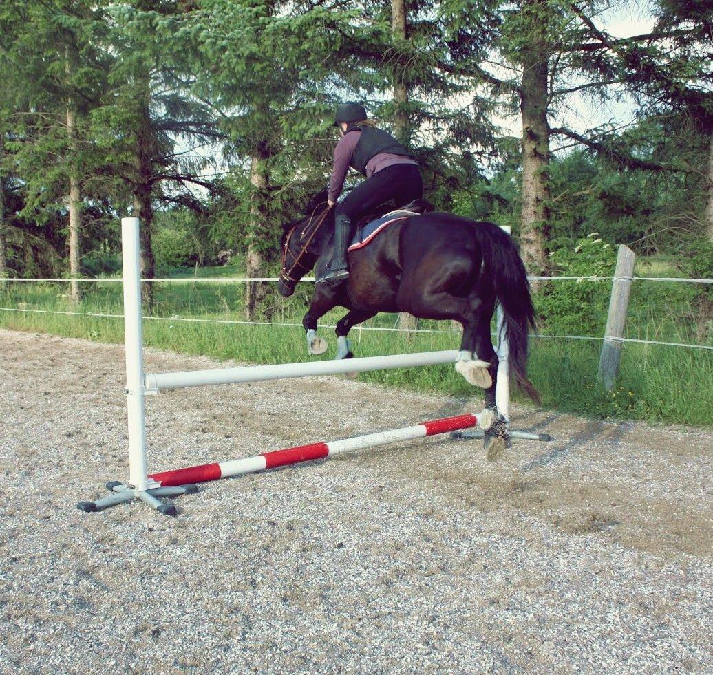 Welsh Cob (sec D) Valhallas Jesse James den smukke! billede 19