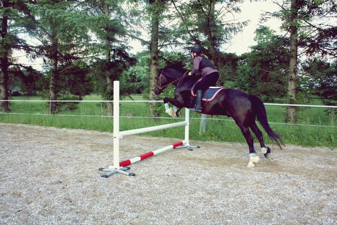 Welsh Cob (sec D) Valhallas Jesse James den smukke! billede 20