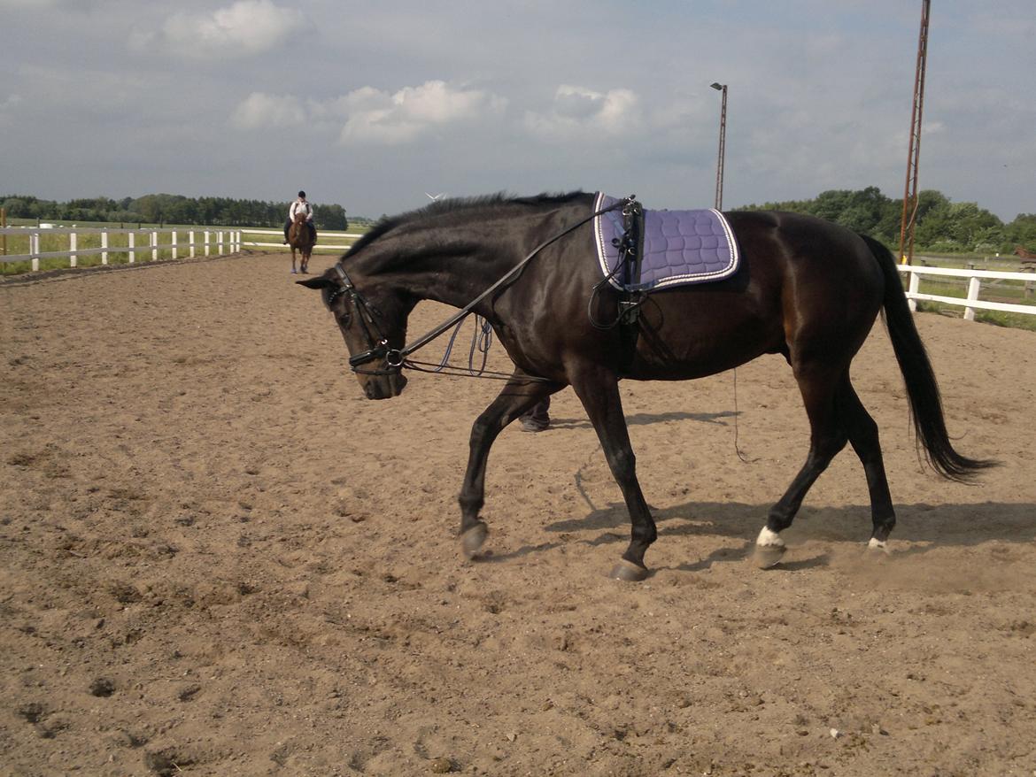 Dansk Varmblod Pegasus - Ugentlig longearbejde med longeføre Gitte :o) billede 6