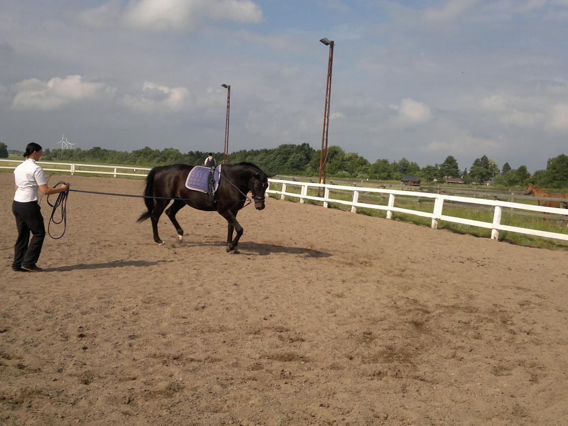 Dansk Varmblod Pegasus billede 7