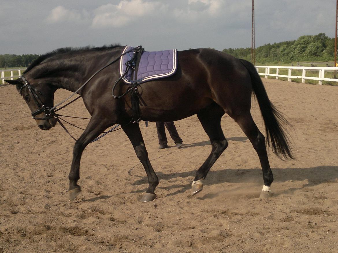 Dansk Varmblod Pegasus billede 8