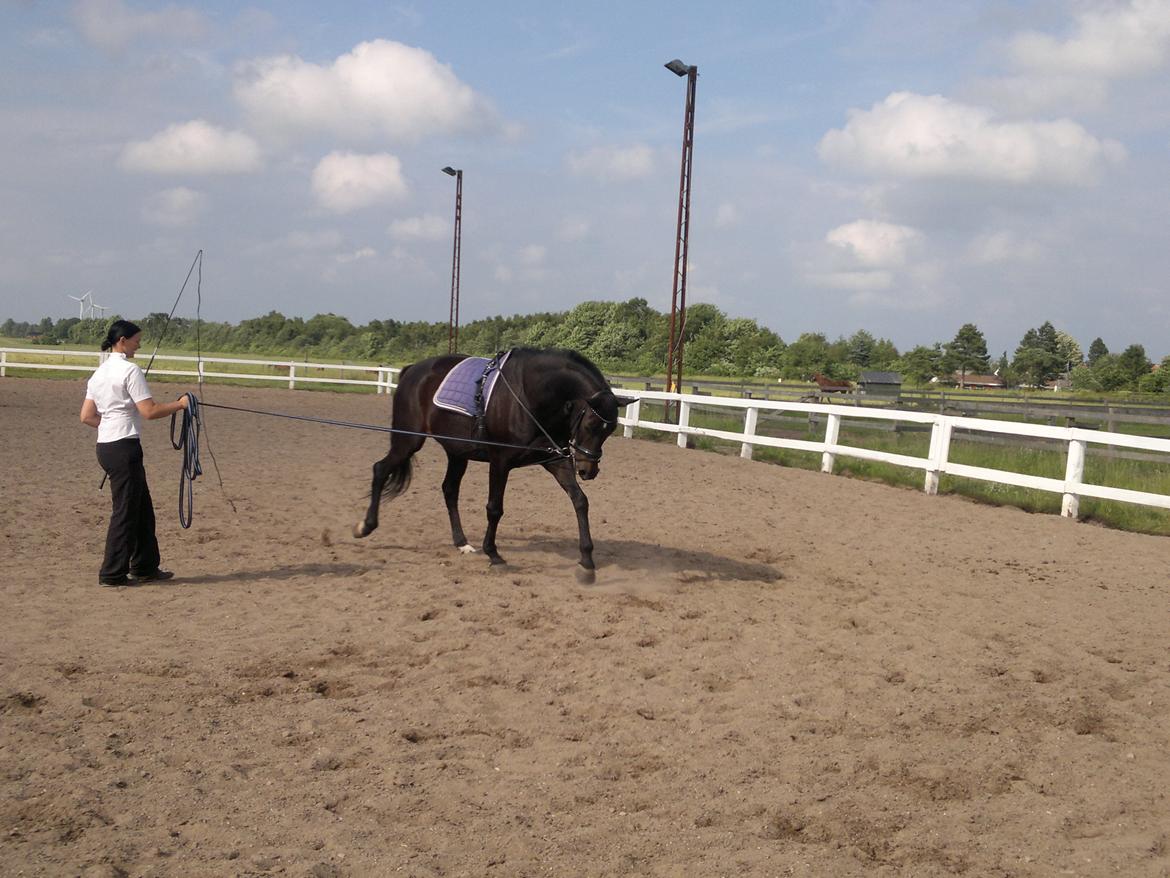 Dansk Varmblod Pegasus billede 9