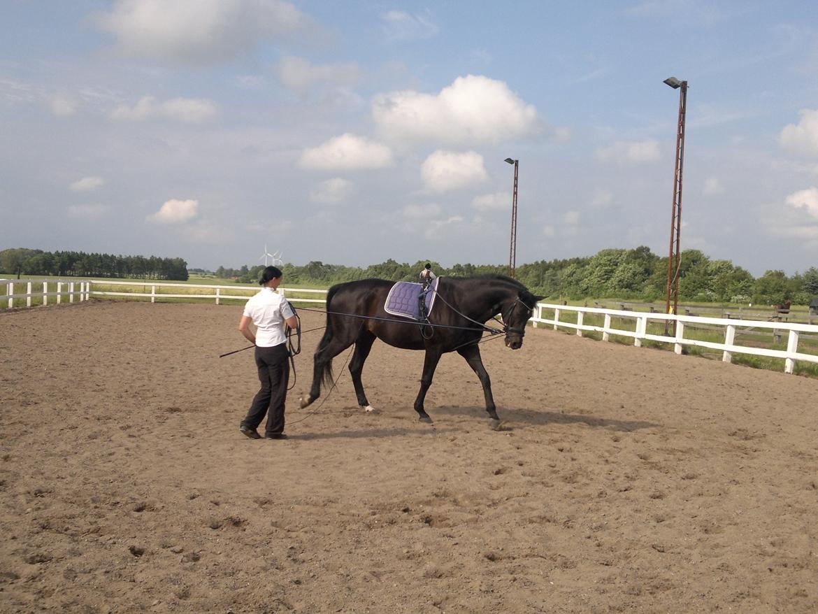 Dansk Varmblod Pegasus billede 10