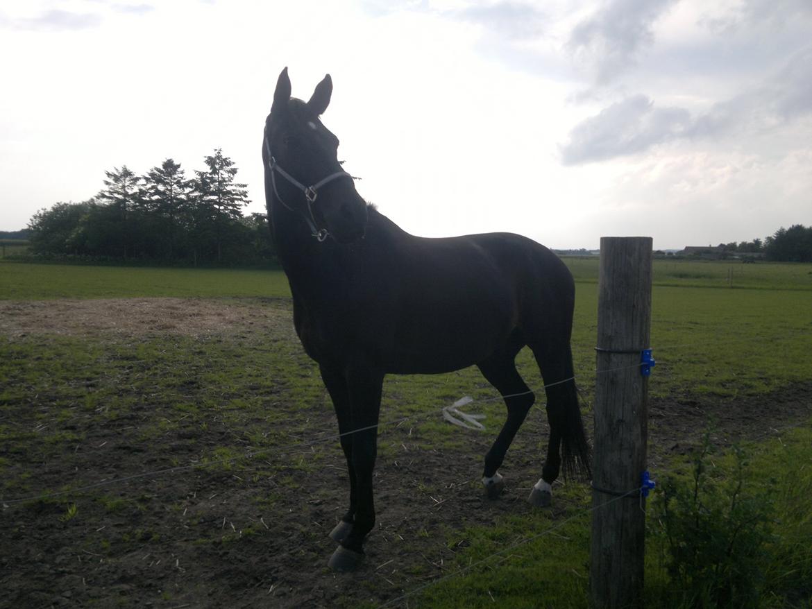 Dansk Varmblod Pegasus - Slapper af på folden :o) billede 15