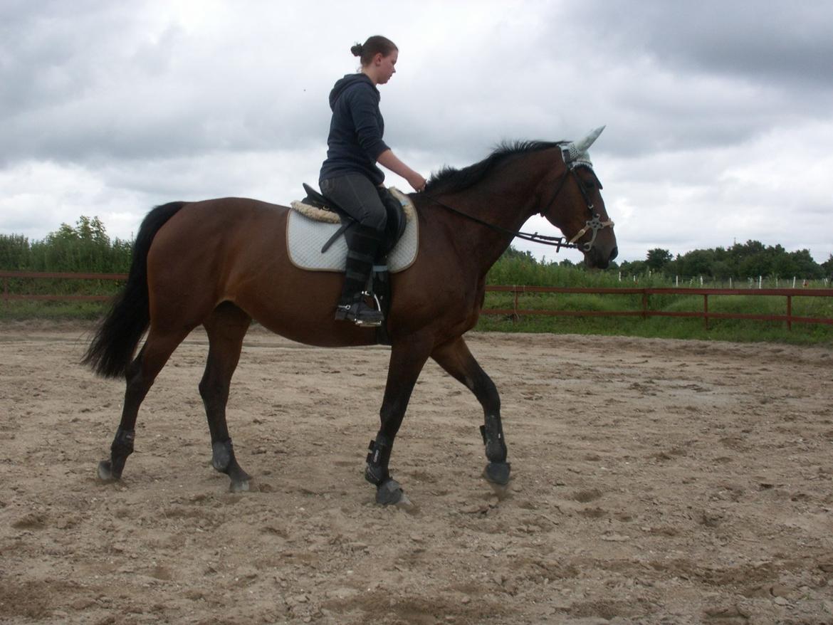 Oldenborg Drisdal´s Spice girl billede 13