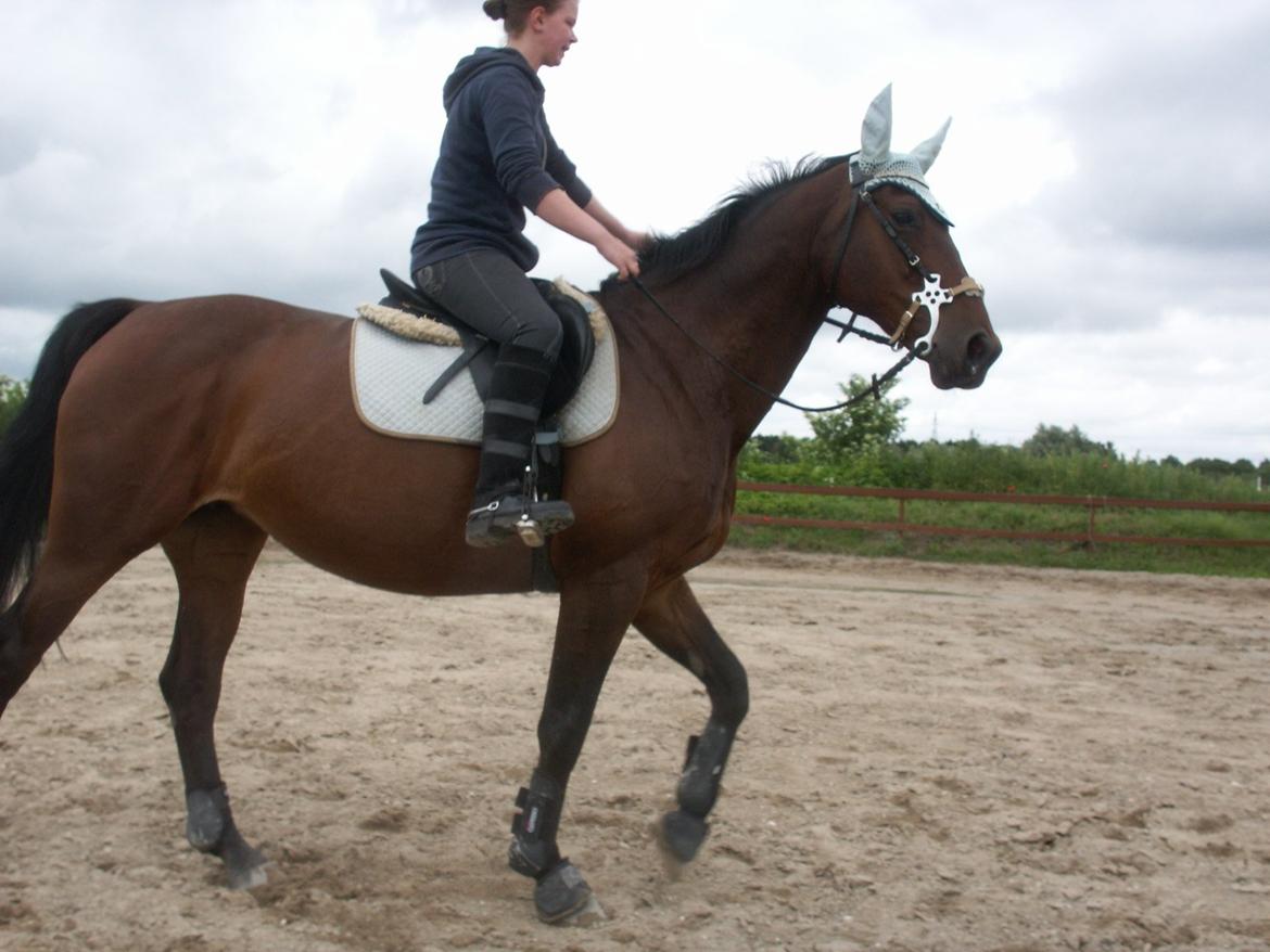 Oldenborg Drisdal´s Spice girl billede 14