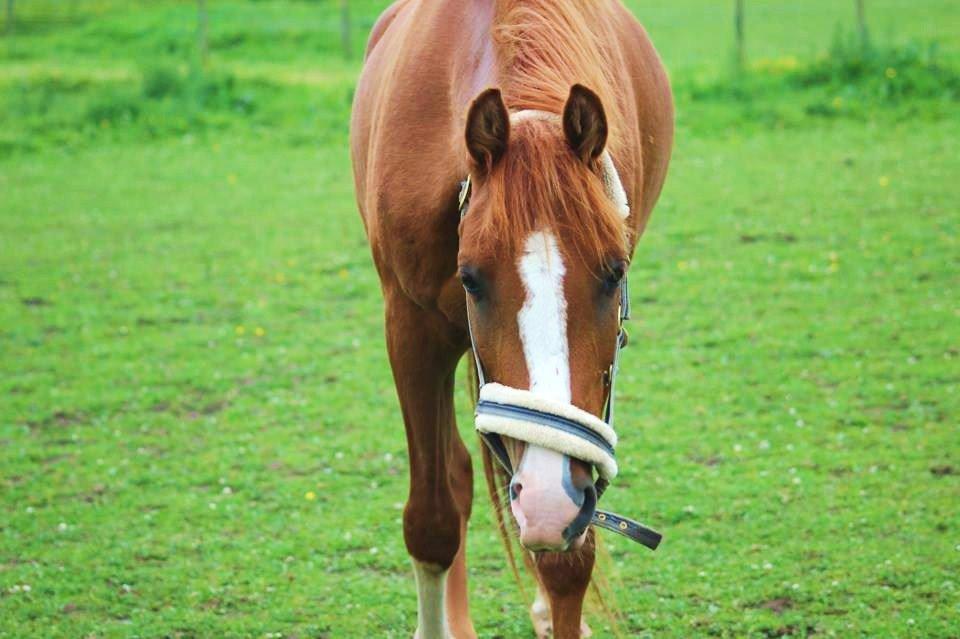 Anden særlig race Havens Astian billede 6