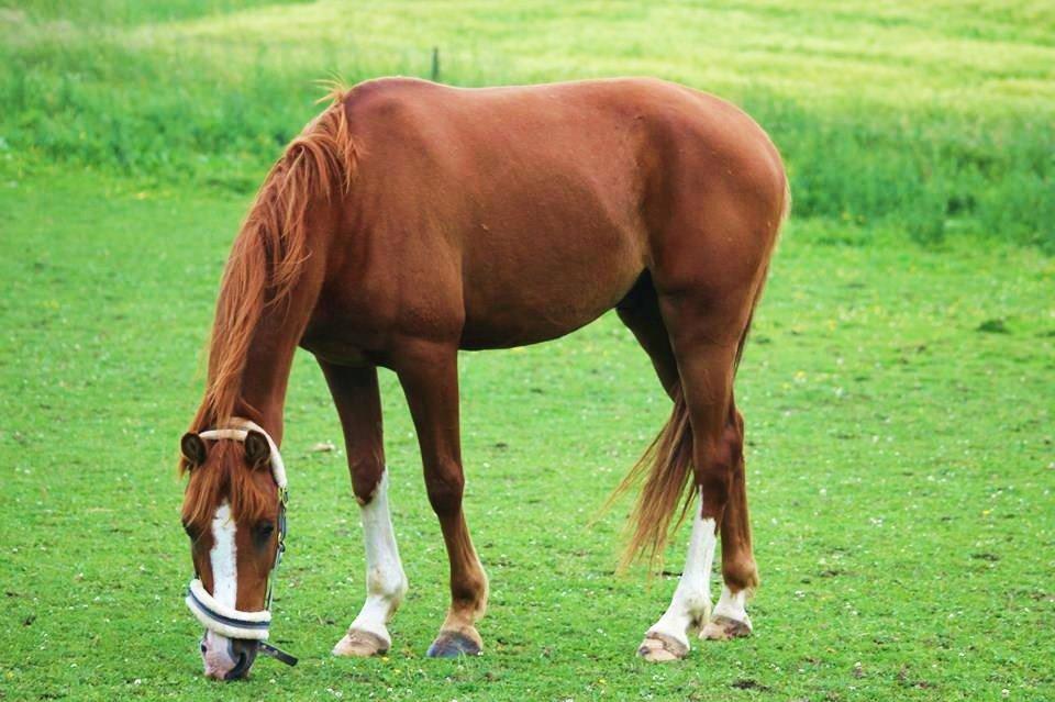 Anden særlig race Havens Astian billede 7