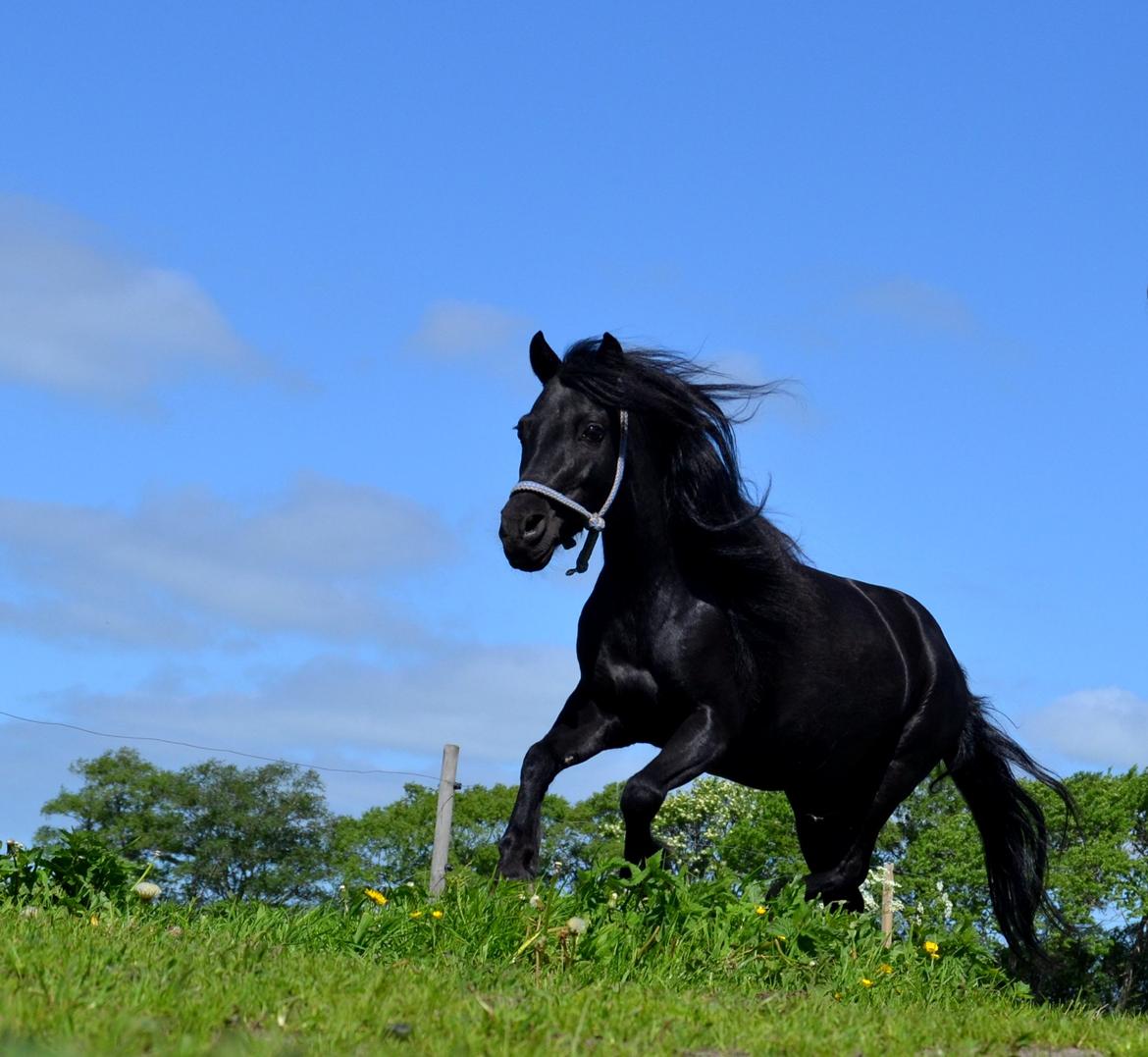 DSP Beauty - Foto: Mig billede 19