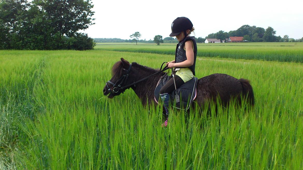 Shetlænder Madelien Af Hola(solgt) - Smukt billede. ;) billede 6