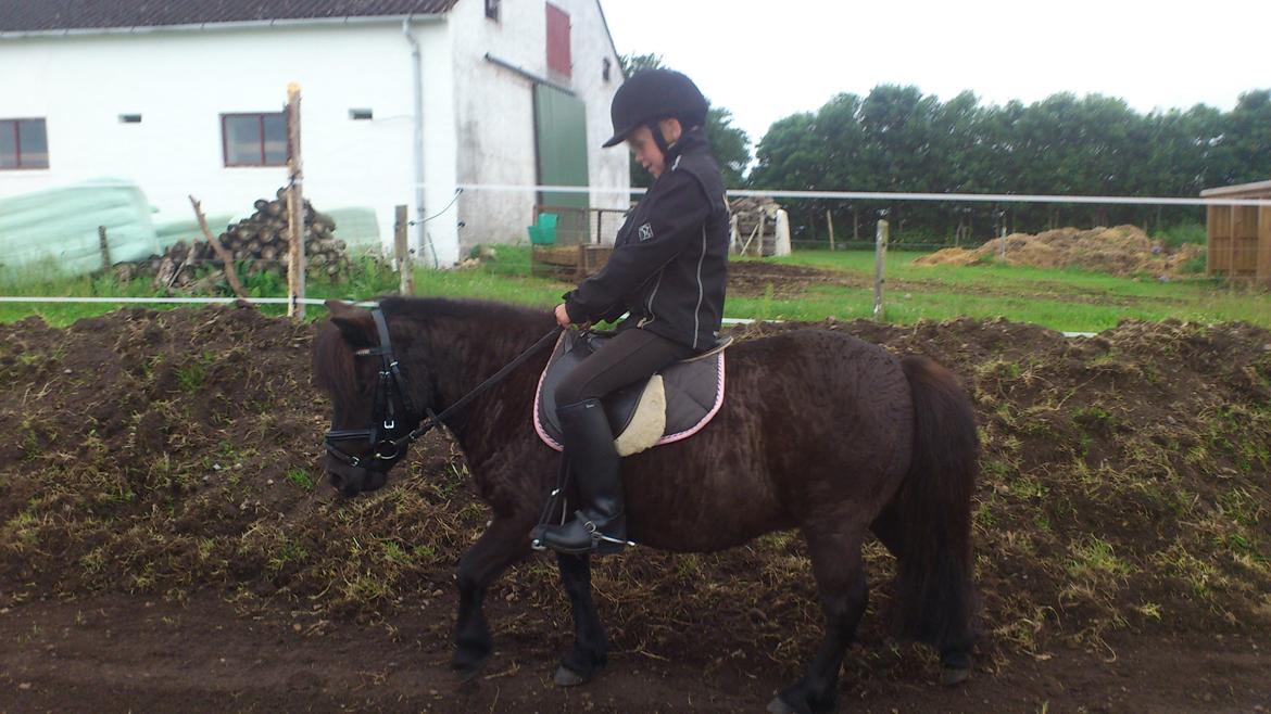 Shetlænder Madelien Af Hola(solgt) - Så har hun lært at søge ned uden chambong. ;) billede 9