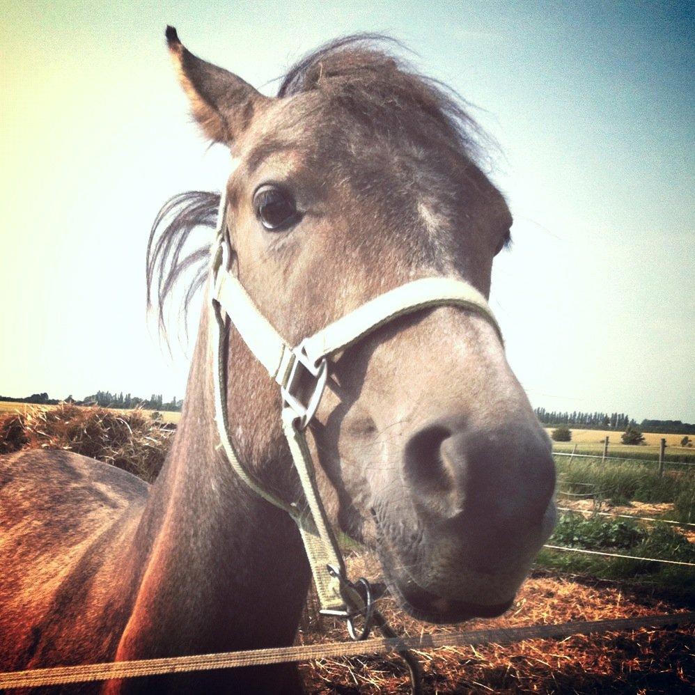 Anden særlig race Midnight Safari - Velkommen til Safari's
Profil! billede 10