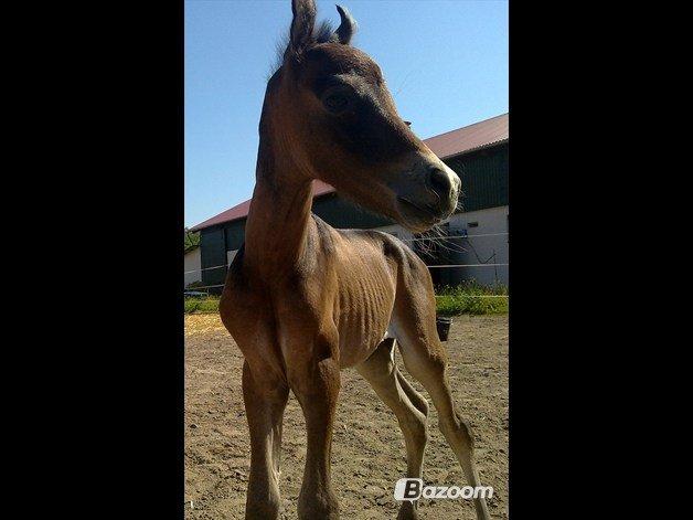 Anden særlig race Midnight Safari - 2 dage gammel. Lille og fræk! Men jeg elsker ham:) billede 13