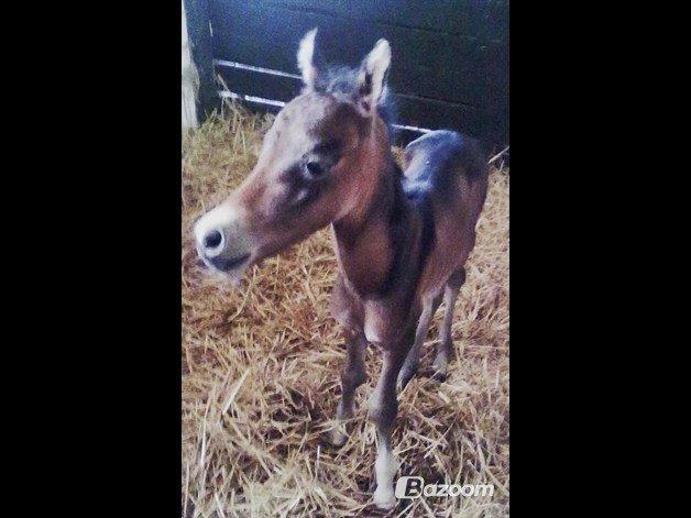 Anden særlig race Midnight Safari - 1 dag gammel. Wupti der var et lille føl i vores stald:-) billede 12