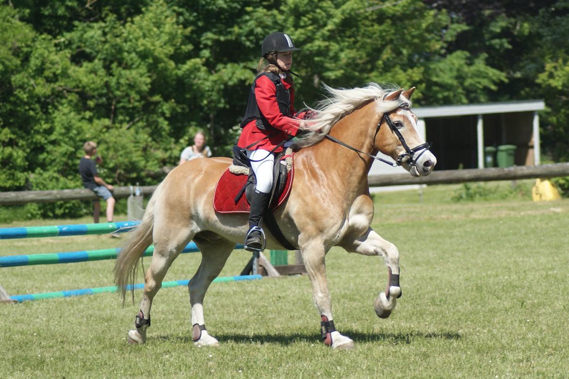 Haflinger Sir Toby billede 15