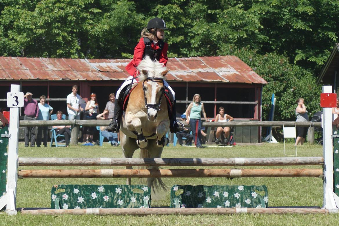 Haflinger Sir Toby billede 17