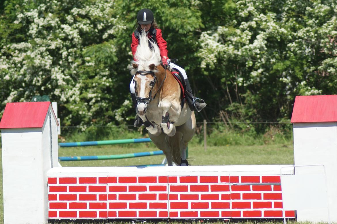 Haflinger Sir Toby billede 18