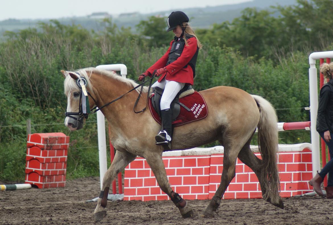 Haflinger Sir Toby billede 2