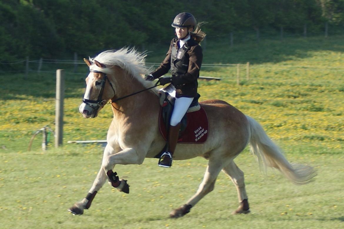 Haflinger Sir Toby - Toby og Line til distriktstævne i Løgstør, bassen var sød, men havde aaaaaalt for travlt <3 billede 1