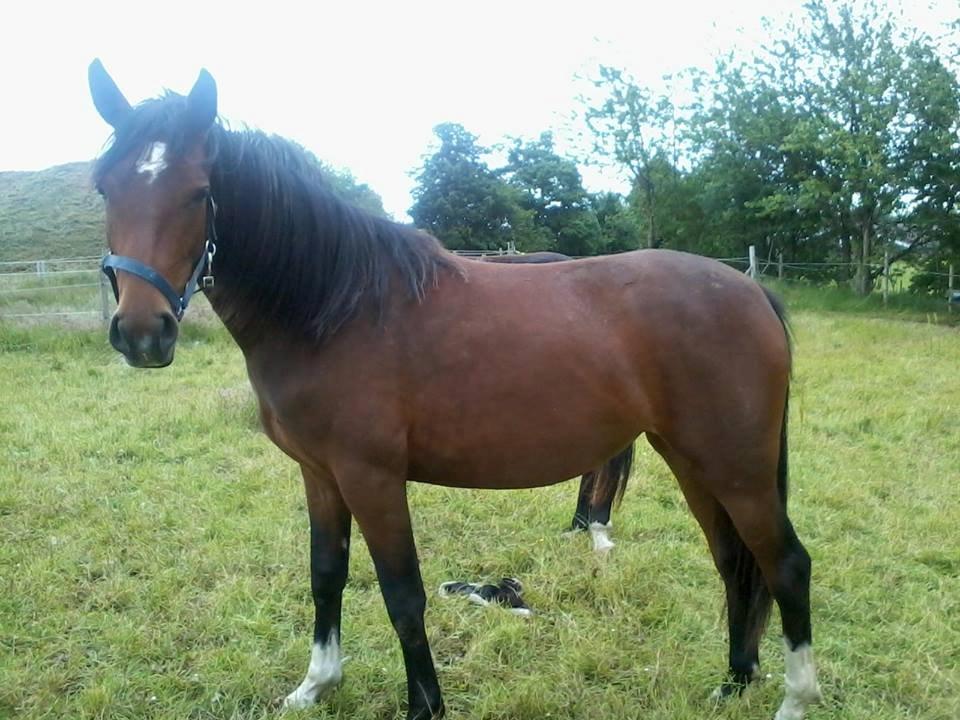 Pinto Søgårds MidNight - 28/6-13 billede 1