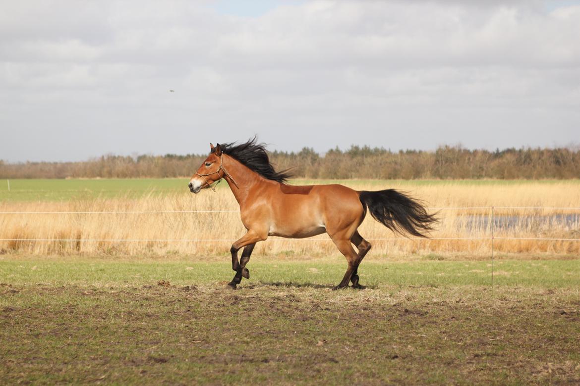 Anden særlig race Palle Pophår <3 - Fold bums <3  billede 17