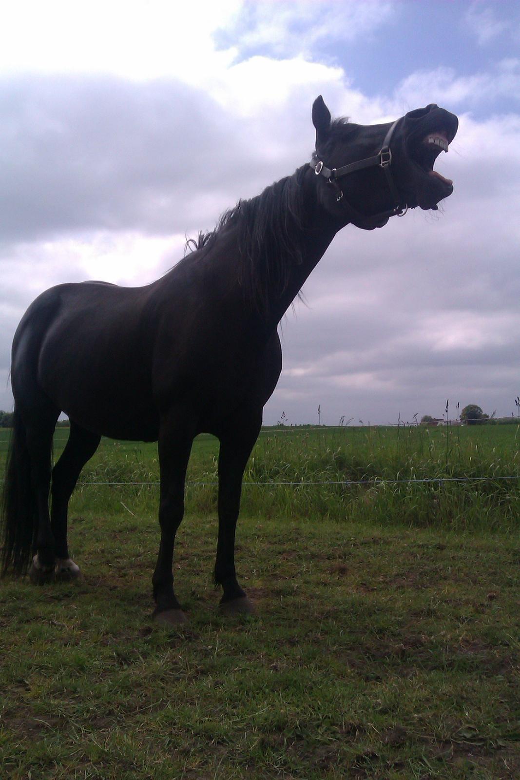 Anden særlig race Jolly!<3 - Charmerende hest jeg har mig! :'-) (foto: mig) billede 16
