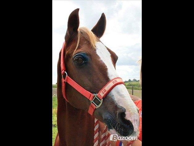 Pinto Tikana billede 2