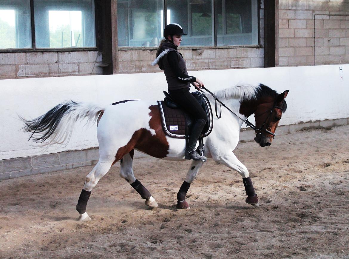 Pinto Cianette (Cia) - hun er ved at blive fin<3 billede 16