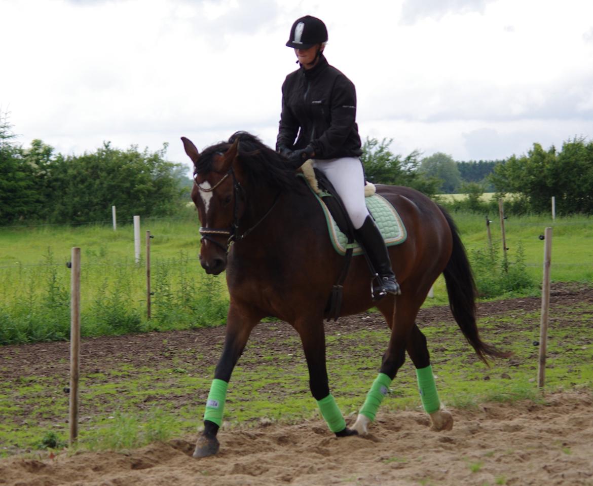 Oldenborg Rosenhavens Sindi - Dressur-musse <3 billede 20