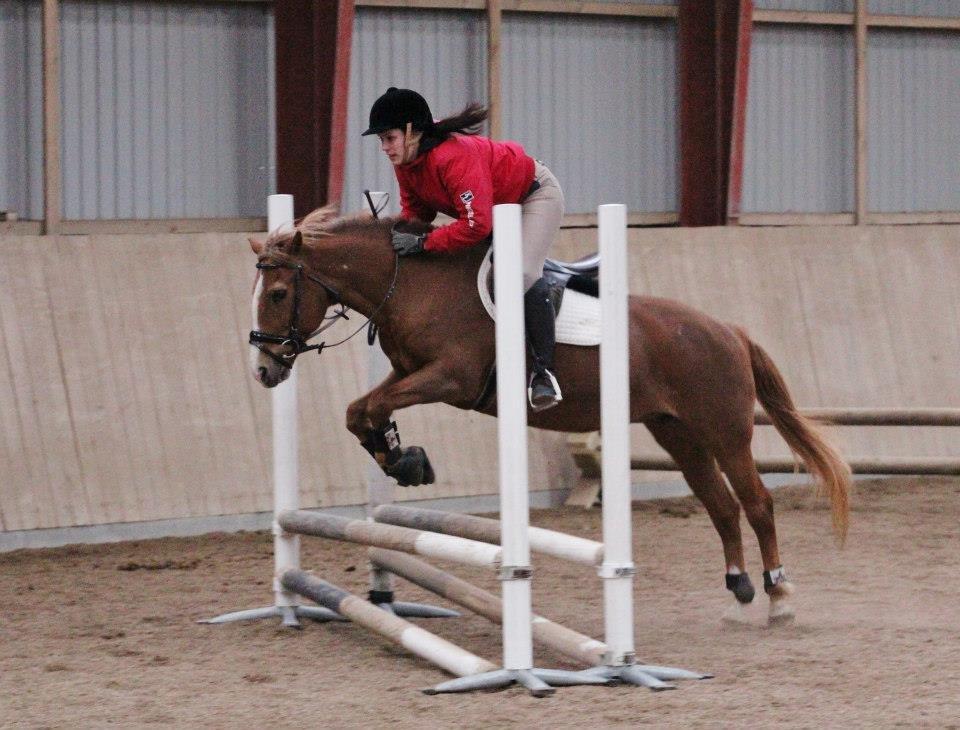 New Forest Folehaves Nathali * klubmester i spring 2013* billede 15